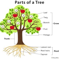 Tree and body parts venn diagram