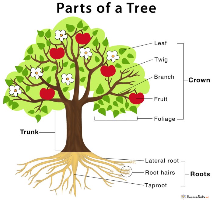 Tree and body parts venn diagram