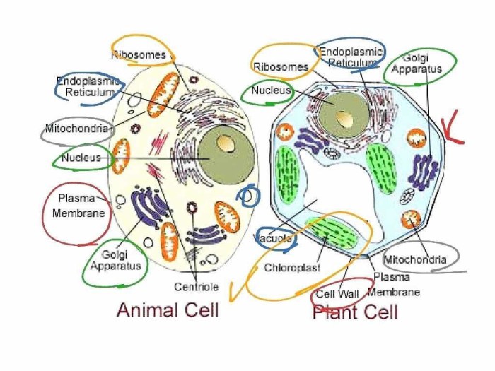 Cells alive worksheet answer key