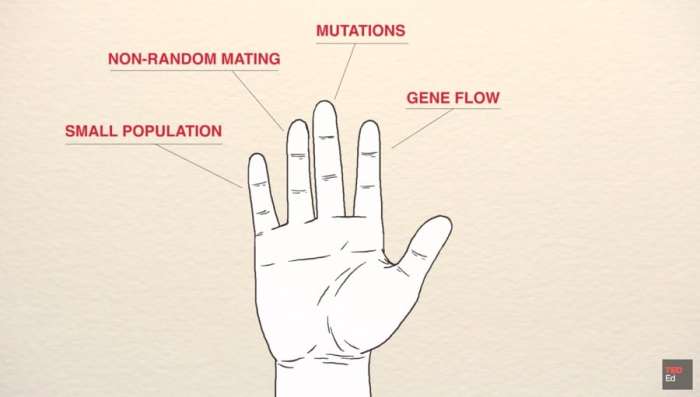 Five fingers of evolution worksheet