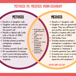 Mitosis vs meiosis worksheet answer key