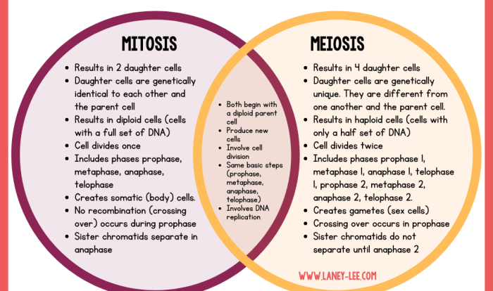 Mitosis vs meiosis worksheet answer key