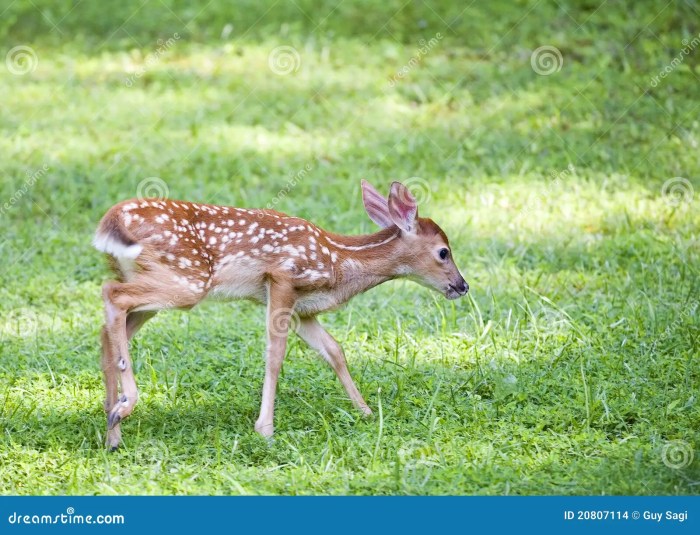 Deer wagging tail after shot