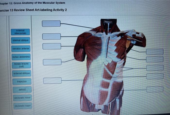 Exercise 13 review sheet art-labeling activity 2