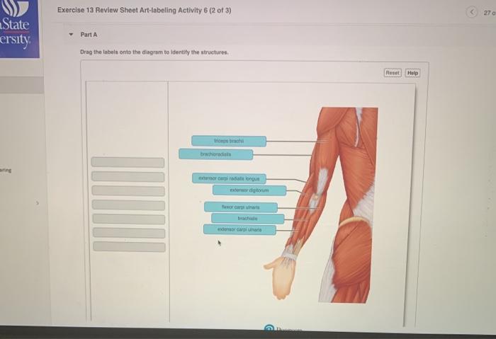 Exercise 13 review sheet art-labeling activity 2