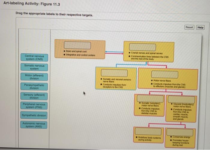 Art labeling activity figure 12.11 a 3 of 3