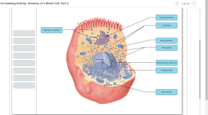 Art labeling activity figure 12.11 a 3 of 3