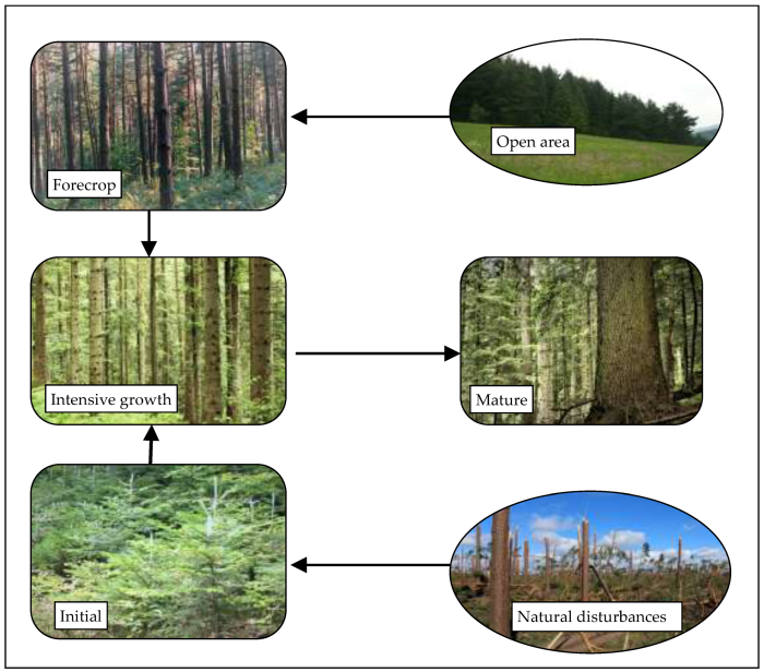 Why is uneven-aged management a better way to manage forests